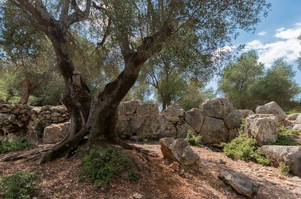 Photos of Cyclopean Walls of Ancient Krani in Kefalonia by members ...