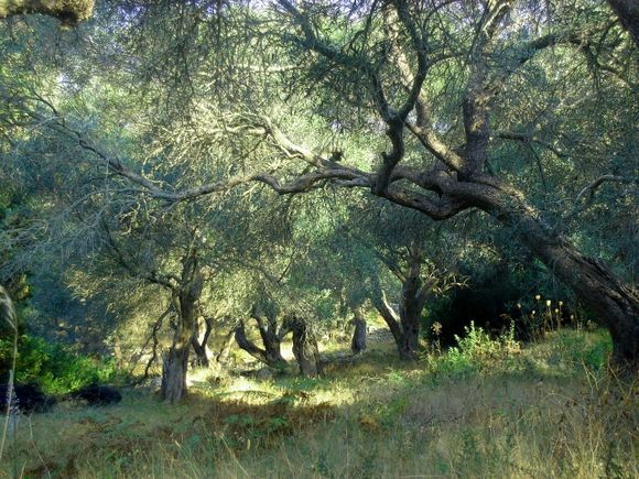 Olive grove, Paxos