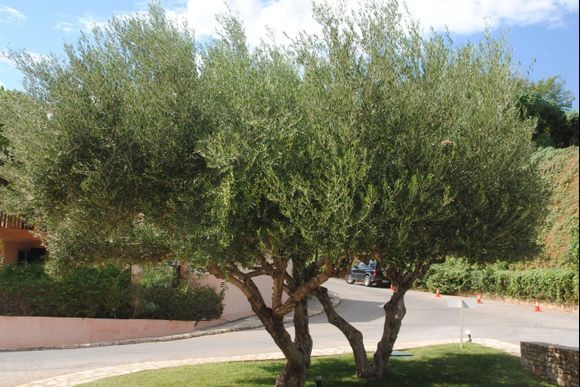 Olive Trees in Crete