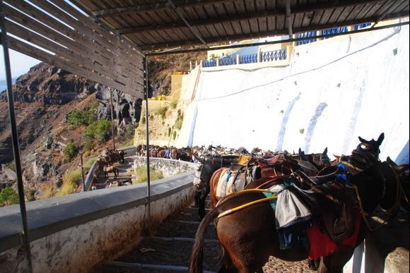 Donkey\'s top of steps in Santorini