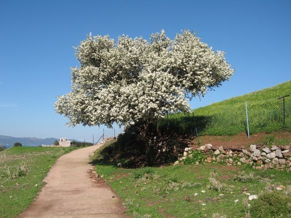 Round tree in a square shadow