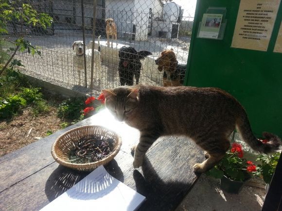 Dog Shelter In Skiathos.