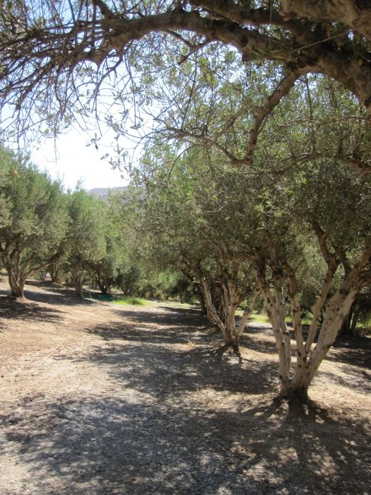 Olive trees, Knossos, Crete