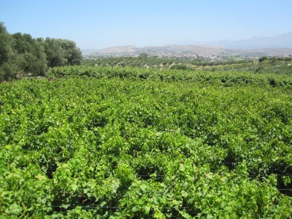 Vineyard,Knossos, Crete