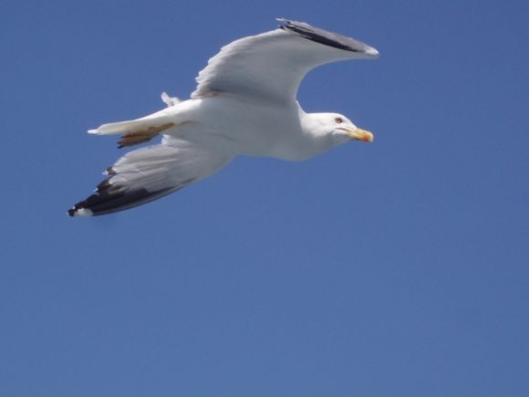 Seagull by the island of Lemnos!!!
