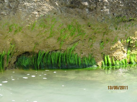 Bright green seaweed attached to rock face at Gerontas. DEE