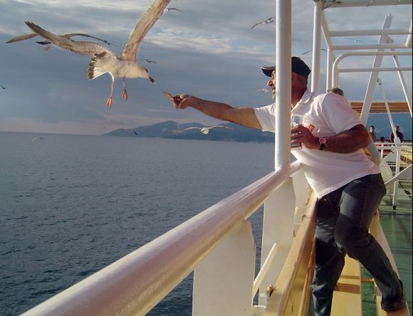 Seagulls followed the boat and swooped down towards the side of the boat taking biscuits from passengers hands.