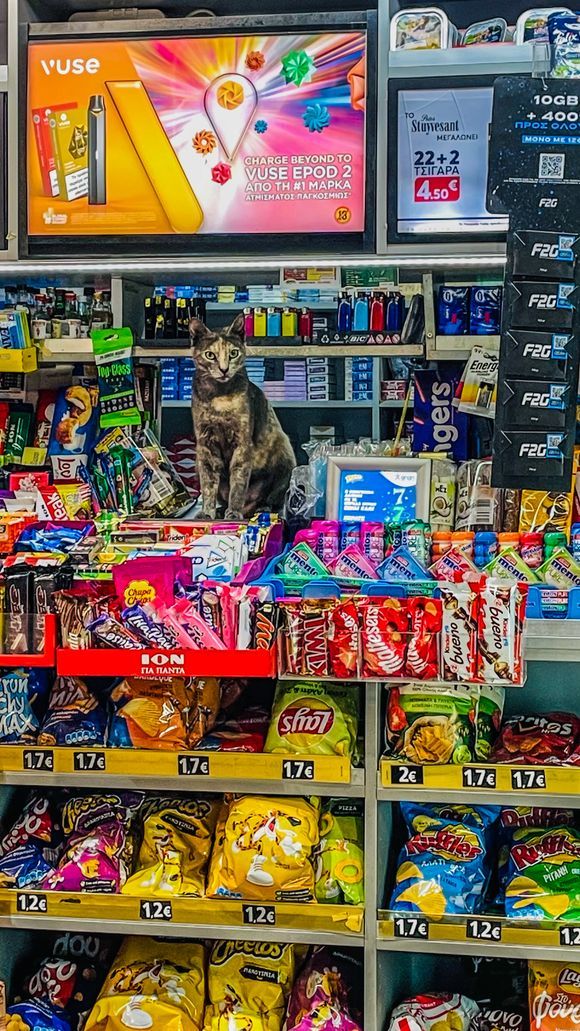 Chips for sale🐾🐈