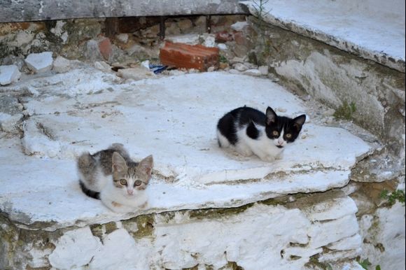 Greek cats - so cute!