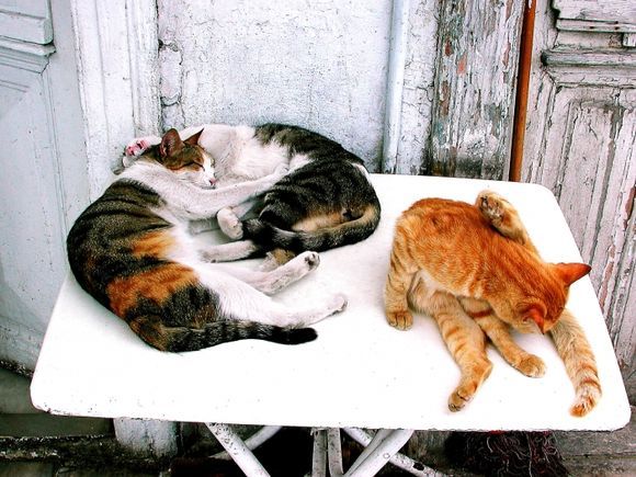 Relaxing cats,Ermoupolis, Syros