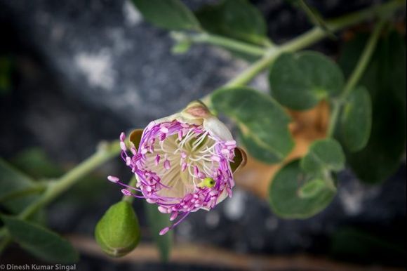 Sidewalks in Santorini has many beautiful wild flowers.