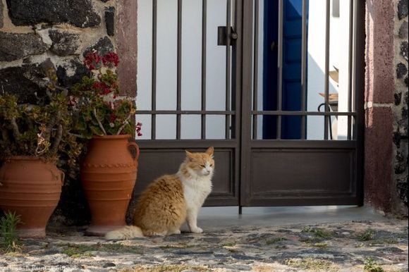 Cats are special in Santorini