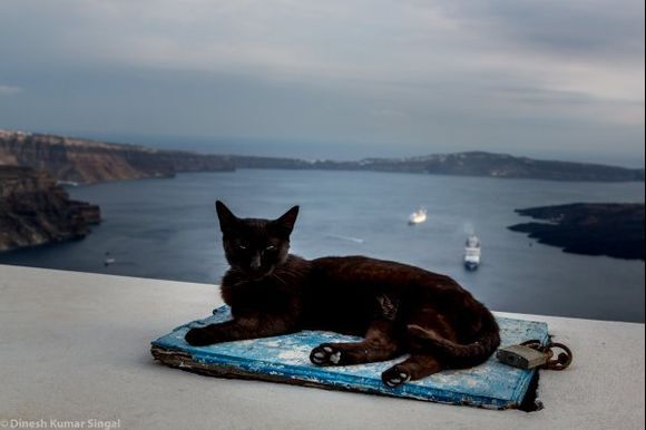 Santorini is a cat paradise