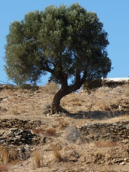 Olive tree on the hill, Batsi, Andros