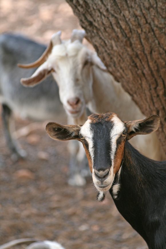 Porto Gatea Goats, Peloponnes