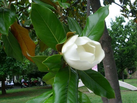 Magnolia grande, park in Katerini