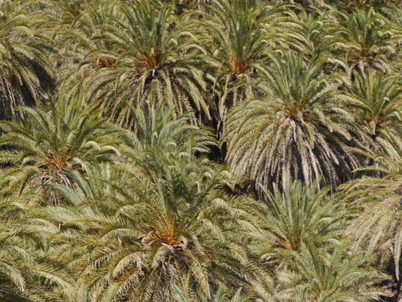 Palms Vai beach Crete