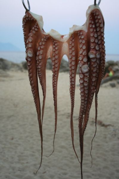 Octopus in SArti