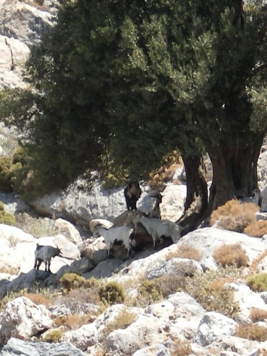 Goats looking for some shade under an isolated tree.