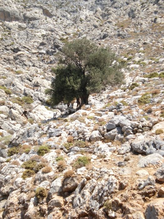 olive tree in the middle of nowhere on rock mountains.