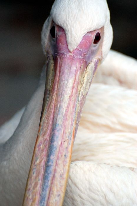 Pelican Bill