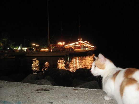 Greek cat :)