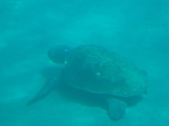 Caretta Caretta