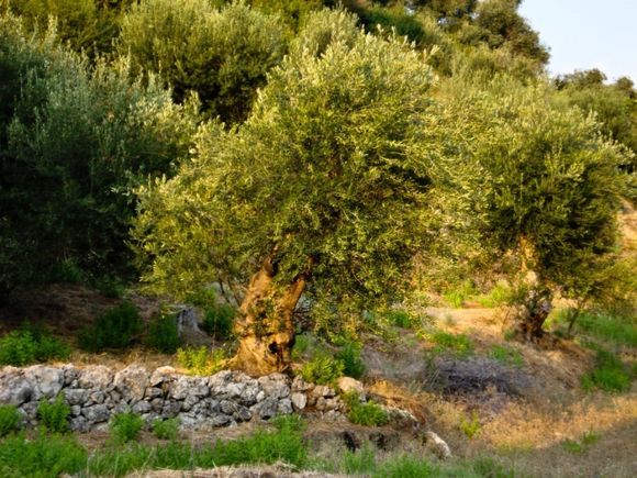 Olive trees, so beautiful and characteristic...