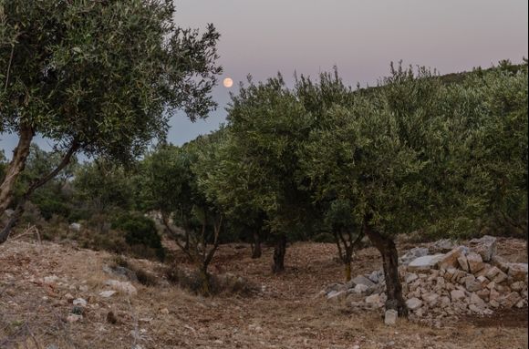 Full moon over olive field