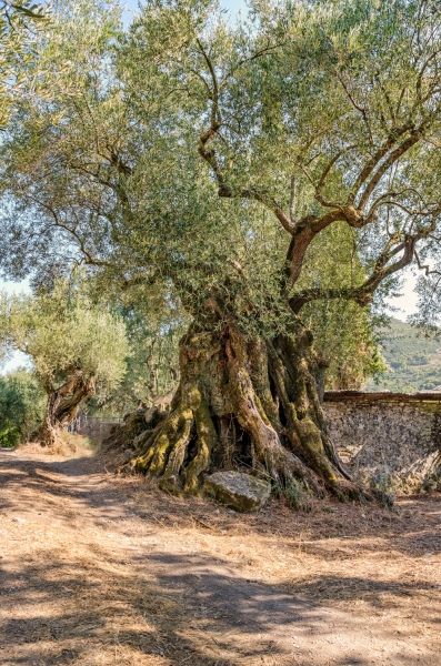 The biggest olive tree i have seen in Zakynthos