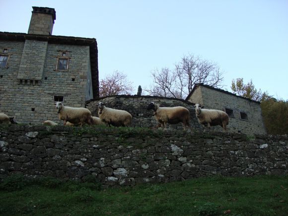 Sheep in Metsovo