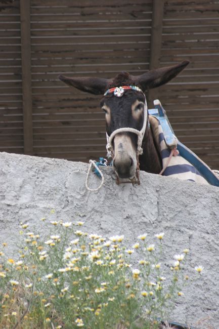 a donkey looking over the wall on the hill up the steep climb to santorini