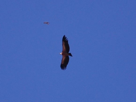 gryphon vulture near Mochos Crete
