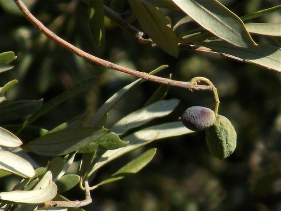 The Olive Tree: A symbol of purity and peace