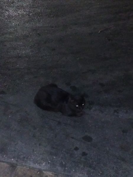 Patra , King George's Central Square

black cat on light black asphalt