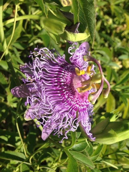 Cefalonian flower