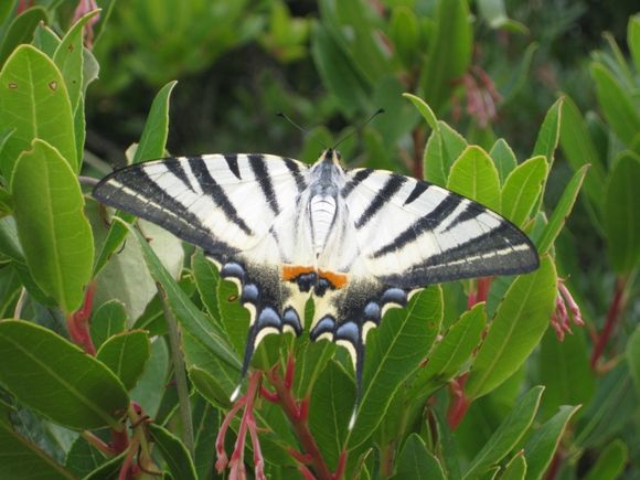 alonissos butterfly