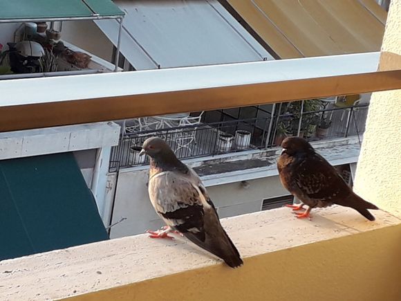 Hotel Pigeons