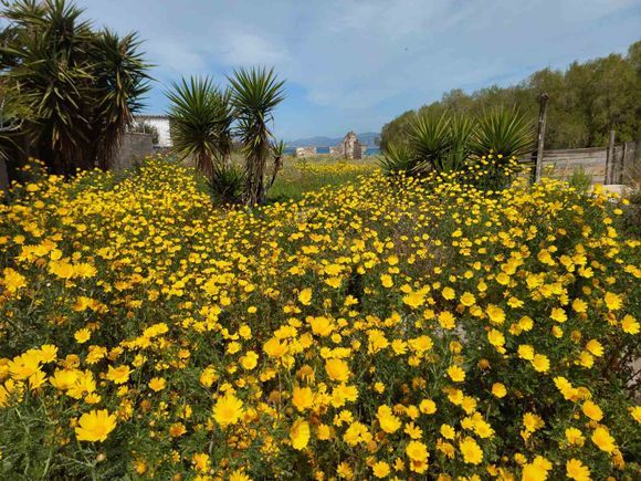 Kórinthos - nature's flower carpet