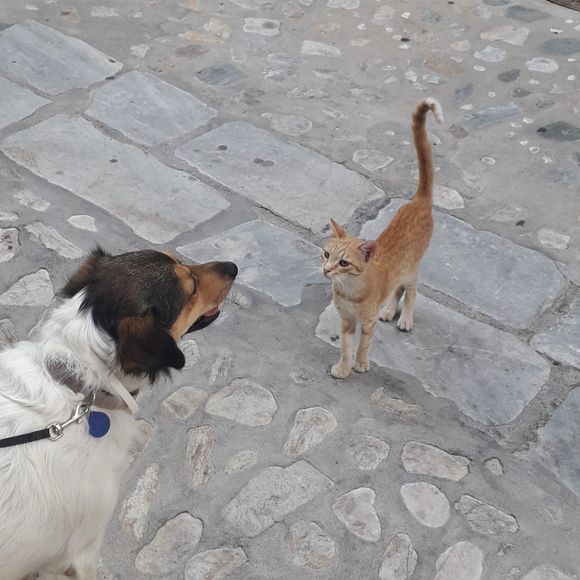 Maloo chatting to a street cat.