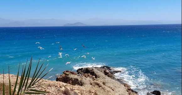 Seagulls.
One can often see Naxos very clearly from Ambelas.