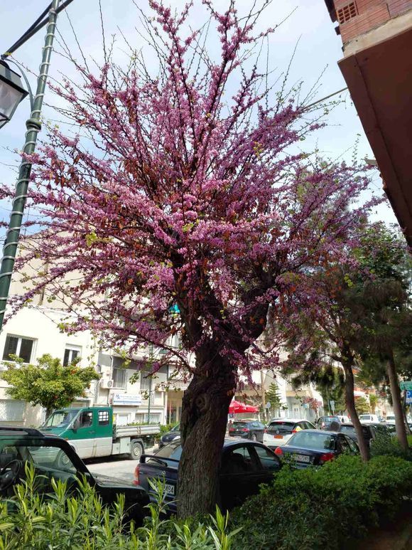 Kórinthos: Peach blossom tree on the pavement