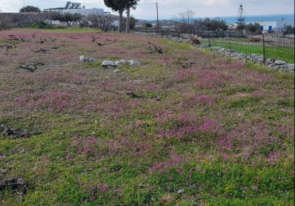 Carpet of pink.