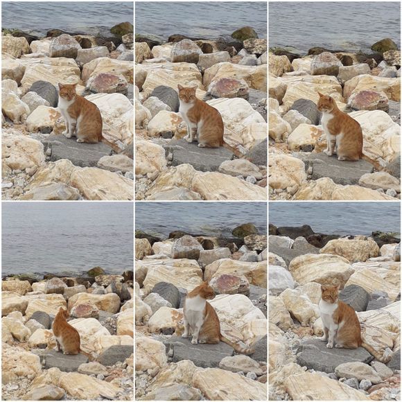 Ginger and white kitty, matches the colour of the rocks. 
He is totally at home on the rocks. 