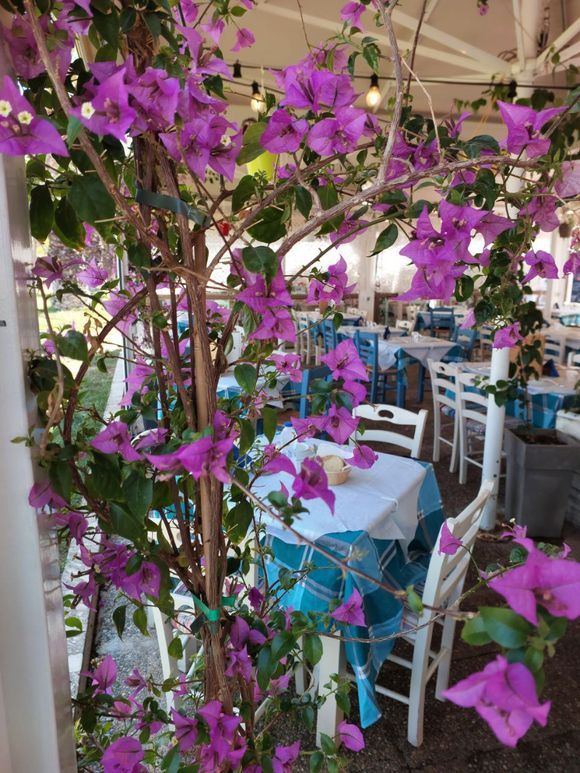 Dining with bougainvilleas