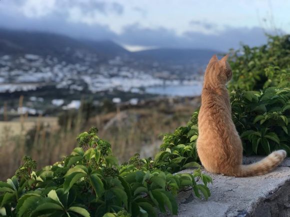 Nelson admires the view.

