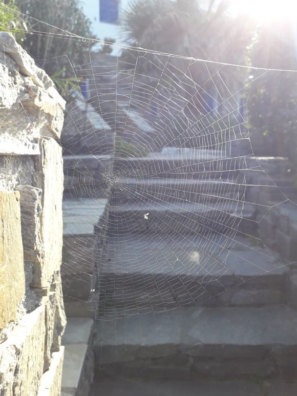 Spider's web 