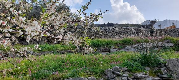 Blossoms