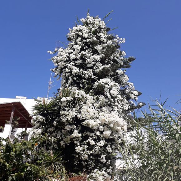 The palm-tree is almost totally covered by the white bougainvilla.