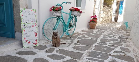 After I took the photo of the cat in front of the bicycle, I saw the other cat on the wall. 
It's colour compliments that of the bike.